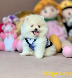 Gülen Surat Mini Pomeranian 3