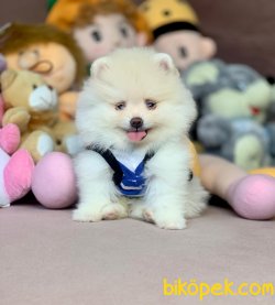 Gülen Surat Mini Pomeranian 1