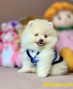 Gülen Surat Mini Pomeranian 2