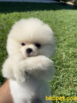 GÜLEN SURAT POMERANİAN BOO 2
