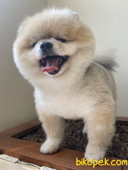 GÜLEN SURAT POMERANİAN BOO 2