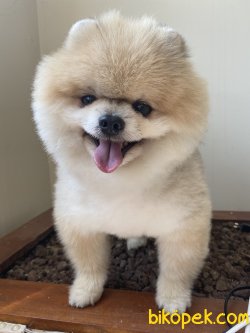 GÜLEN SURAT POMERANİAN BOO 1