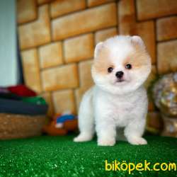 Gülen Surat Pomeranian Boo Oğlumuz Alex 4