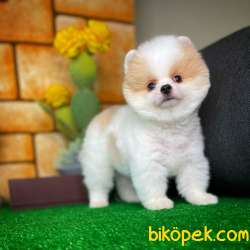 Gülen Surat Pomeranian Boo Oğlumuz Alex 3