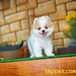 Gülen Surat Pomeranian Boo Oğlumuz Alex 2