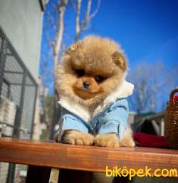 Gülen Surat Pomeranian Boo Oğlumuz Alex 4