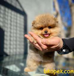 Gülen Surat Pomeranian Boo Oğlumuz Alex 1