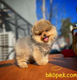 Gülen Surat Pomeranian Boo Oğlumuz Alex 2