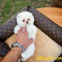 Gülen Surat Pomeranian Boo Oğlumuz Mike 3