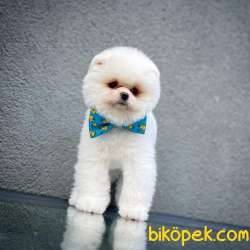 Gülen Surat Pomeranian Boo Oğlumuz Mike 1