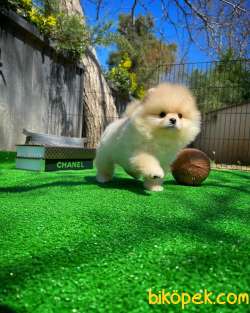 Gülen Surat Pomeranian Boo Oğlumuz Mike 2