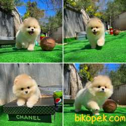 Gülen Surat Pomeranian Boo Oğlumuz Mike 1