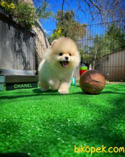 Gülen Surat Pomeranian Boo Oğlumuz Mike 3