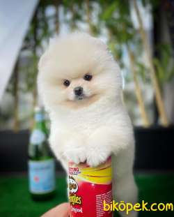 Gülen Surat Pomeranian Boo Oğlumuz Mike 3