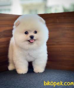 Gülen Surat Pomeranian Boo Oğlumuz Mike 1