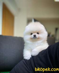 Gülen Surat Pomeranian Boo Oğlumuz Mike 2