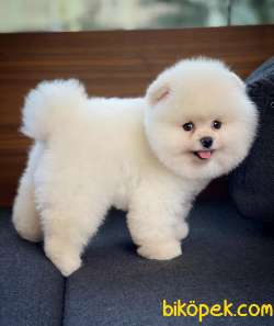 Gülen Surat Pomeranian Boo Oğlumuz Mike 4