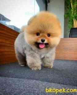 Gülen Surat Pomeranian Boo Oğlumuz Mike 1