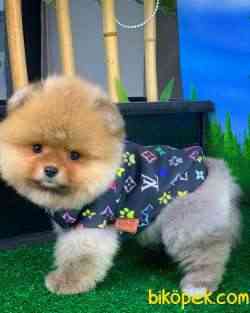 Gülen Surat Pomeranian Boo Oğlumuz Mike 3