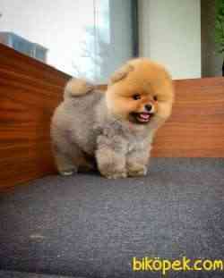 Gülen Surat Pomeranian Boo Oğlumuz Mike 4
