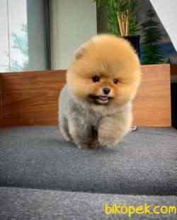 Gülen Surat Pomeranian Boo Oğlumuz Mike 2