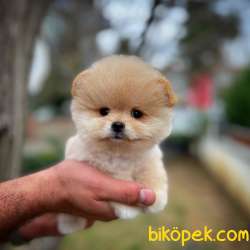 Gülen Surat Pomeranian Boo  Oğlumuz NAGA 2