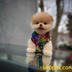 Gülen Surat Pomeranian Boo  Oğlumuz NAGA 1
