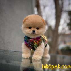 Gülen Surat Pomeranian Boo  Oğlumuz NAGA 3