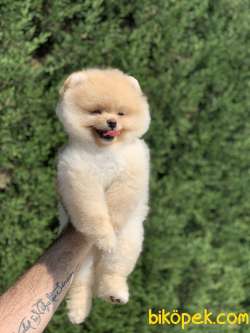 Gülen Surat Pomeranian Boo Yavrularimiz 3