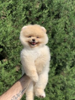 Gülen Surat Pomeranian Boo Yavrularimiz 1
