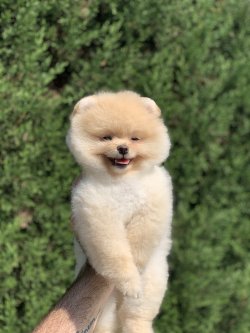 Gülen Surat Pomeranian Boo Yavrularimiz 2