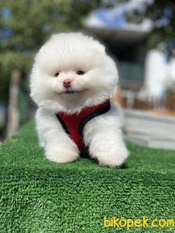 GÜLEN SURAT POMERANİAN BOO YAVRULARIMIZ 1