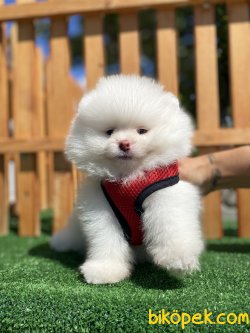 GÜLEN SURAT POMERANİAN BOO YAVRULARIMIZ 4