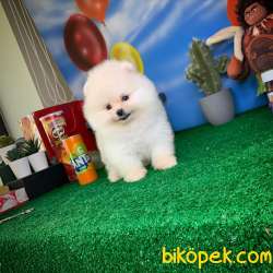 Gülen Surat Pomeranian Boo Yavrularımız 3