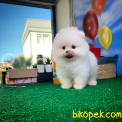 Gülen Surat Pomeranian Boo Yavrularımız 1
