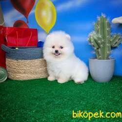 Gülen Surat Pomeranian Boo Yavrularımız 4