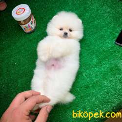 Gülen Surat Pomeranian Boo Yavrularımız 2