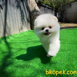 Gülen Surat Pomeranian Boo Yavrularımız 3