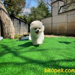 Gülen Surat Pomeranian Boo Yavrularımız 5