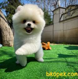 Gülen Surat Pomeranian Boo Yavrularımız 4