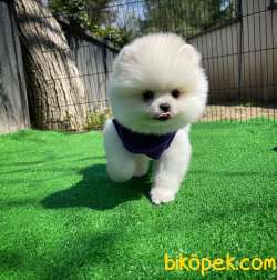 Gülen Surat Pomeranian Boo Yavrularımız 2