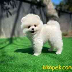 Gülen Surat Pomeranian Boo Yavrularımız 1