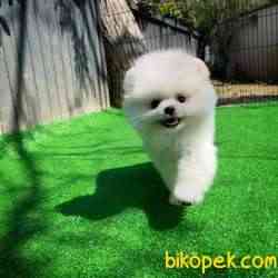 Gülen Surat Pomeranian Boo Yavrularımız 3