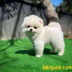 Gülen Surat Pomeranian Boo Yavrularımız 5