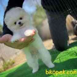 Gülen Surat Pomeranian Boo Yavrularımız 2