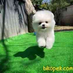 Gülen Surat Pomeranian Boo Yavrularımız 4