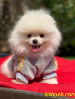 Gülen Surat Pomeranian Boo Yavrularimiz 3