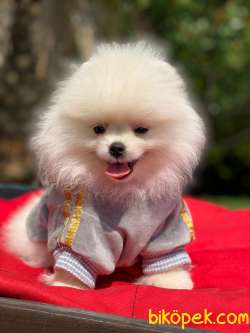 Gülen Surat Pomeranian Boo Yavrularimiz 1