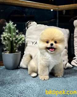 Gülen Surat Pomeranian Boo Yavrularımız 2