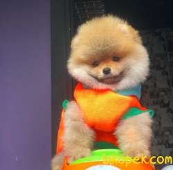 Gülen Surat Pomeranian BOO Yavrumuz  2